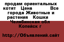 продам ориентальных котят › Цена ­ 5 000 - Все города Животные и растения » Кошки   . Челябинская обл.,Копейск г.